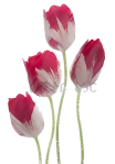 stock-photo-studio-shot-of-red-and-white-colored-tulip-flowers-isolated-on-white-background-large-depth-of-124119916