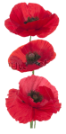 stock-photo-studio-shot-of-red-colored-poppy-flowers-isolated-on-white-background-large-depth-of-field-dof-122827849